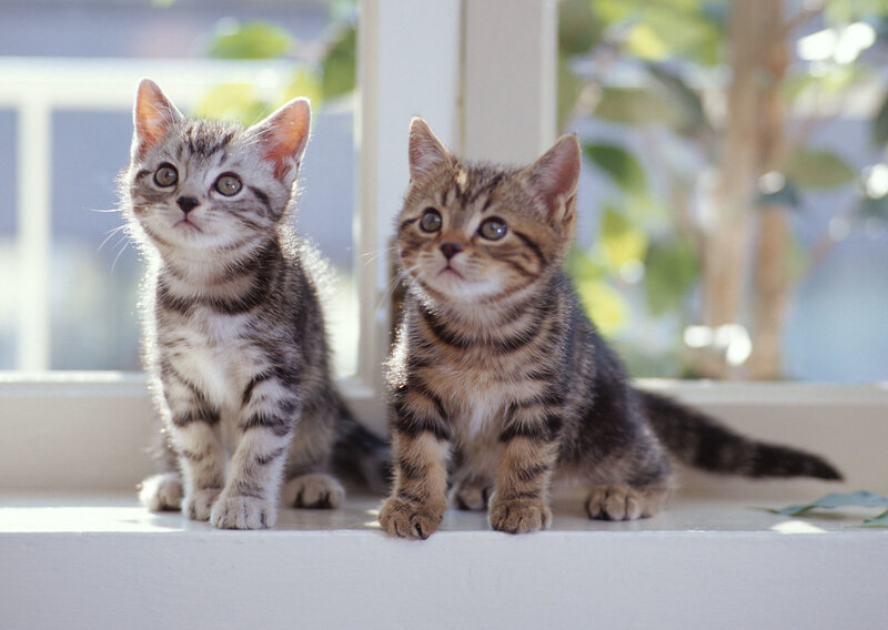Two Tabby Kittens — Gray, Calm, Morning, Photograph, Window Sill, Plants