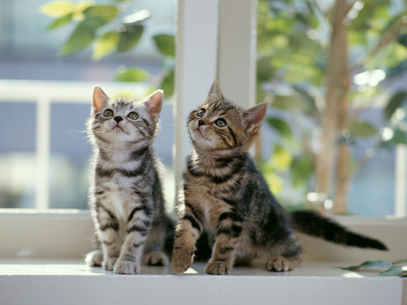 Two Tabby Kittens — Gray, Calm, Morning, Photograph, Window