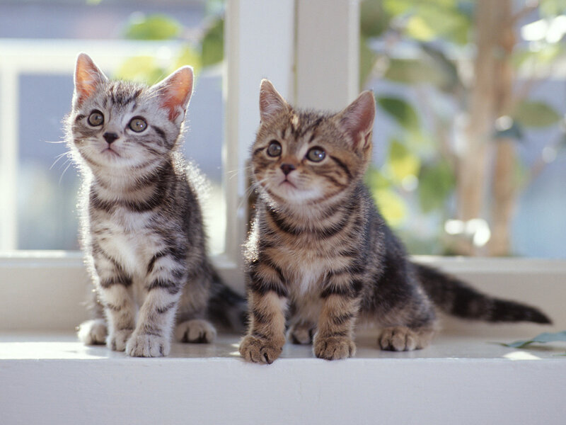 Two Tabby Kittens — Gray, Calm, Morning