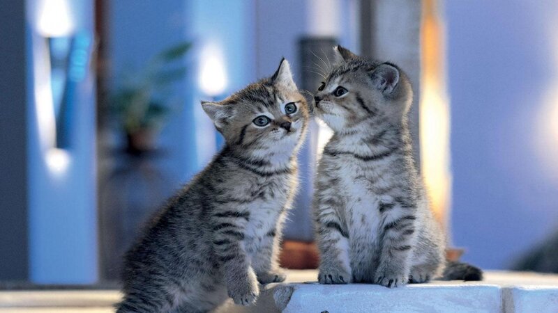Two Tabby Kittens — Gray, Calm, Night