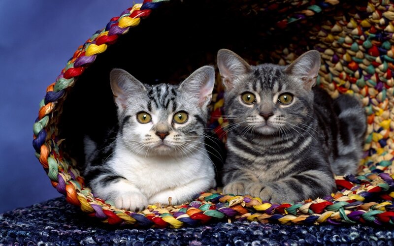 Two Tabby Kittens — Gray, Calm, Photograph, Basket, Blue Background