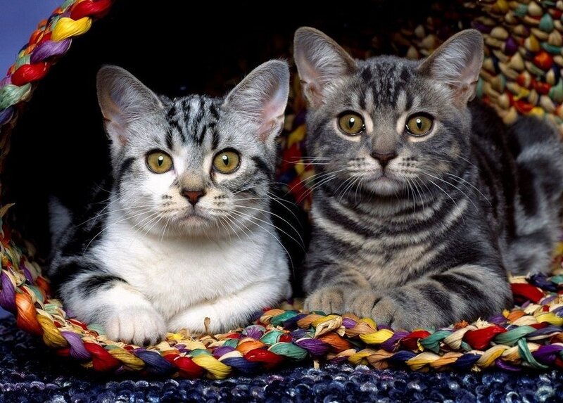 Two Tabby Kittens — Gray, Calm, Photograph, Basket