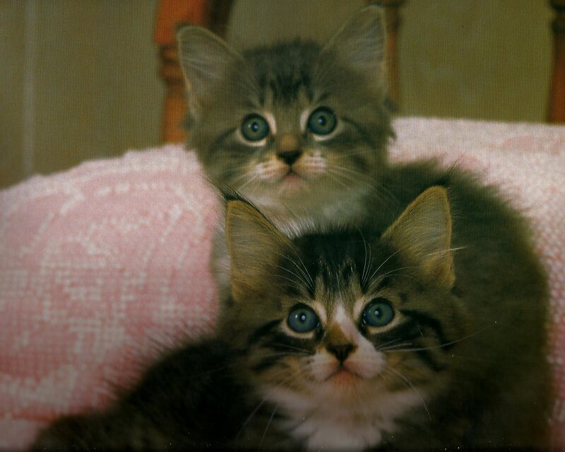 Two Tabby Kittens — Gray, Calm, Photograph, Blanket, Chair