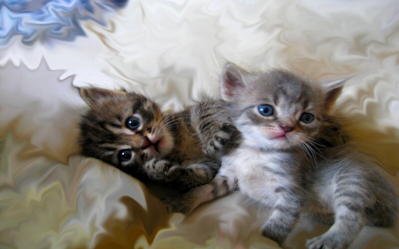 Two Tabby Kittens — Gray, Calm, Photograph, Blanket