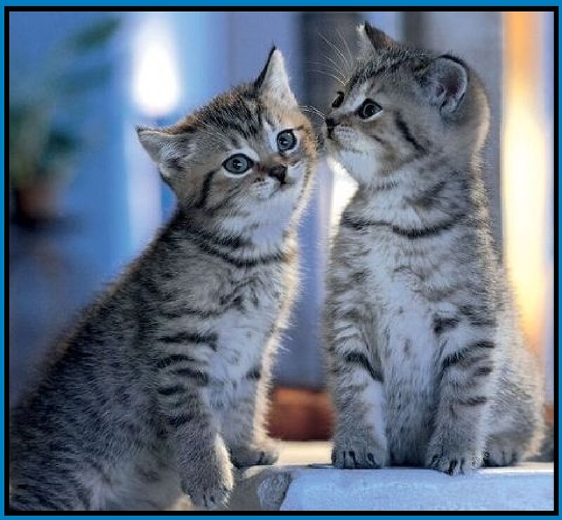 Two Tabby Kittens — Gray, Calm, Photograph, Blurry Background