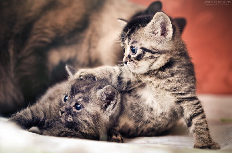 Two Tabby Kittens — Gray, Calm, Photograph, Cat, Soft Surface