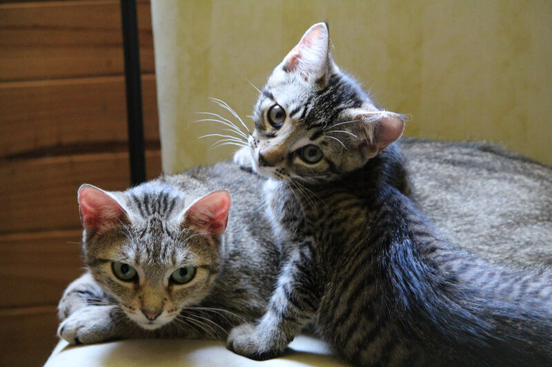 Two Tabby Kittens — Gray, Calm, Photograph, Cat