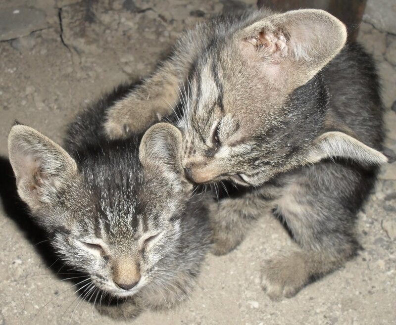 Two Tabby Kittens — Gray, Calm, Photograph, Concrete