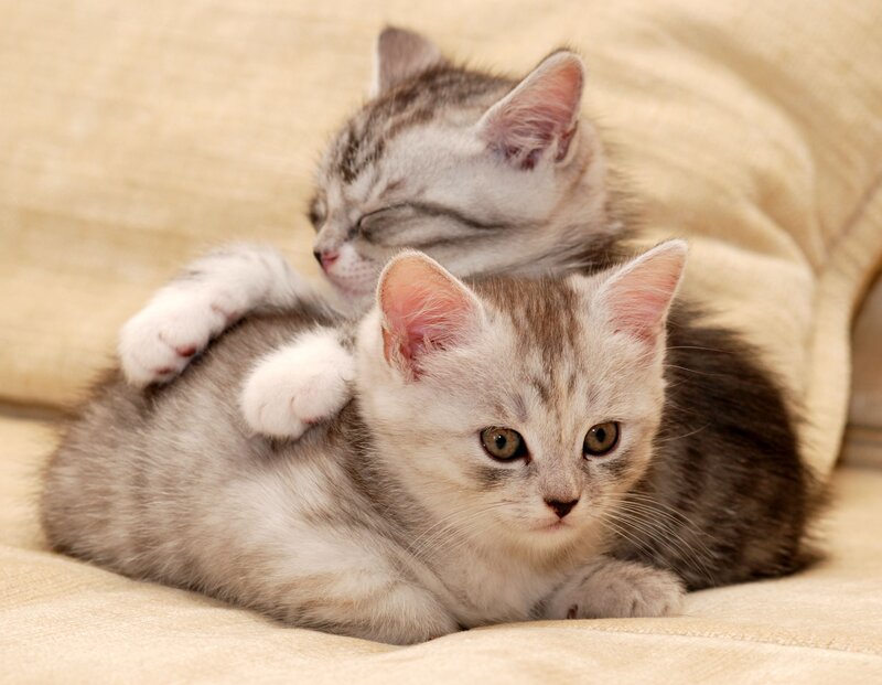 Two Tabby Kittens — Gray, Calm, Photograph, Cushion