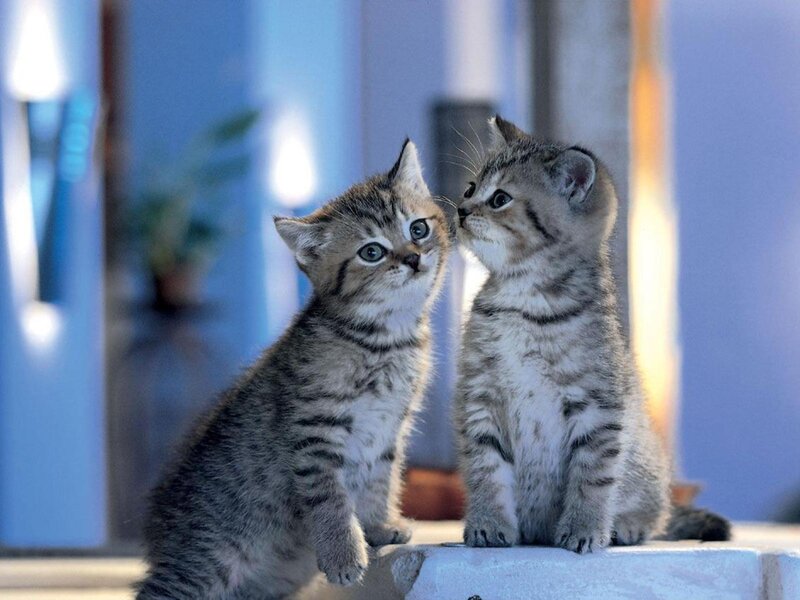 Two Tabby Kittens — Gray, Calm, Photograph, Floor