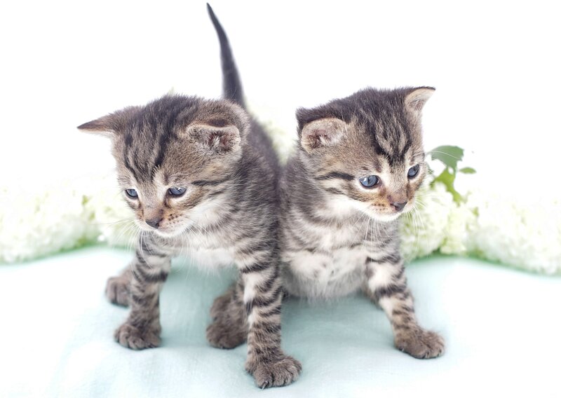 Two Tabby Kittens — Gray, Calm, Photograph, Flowers