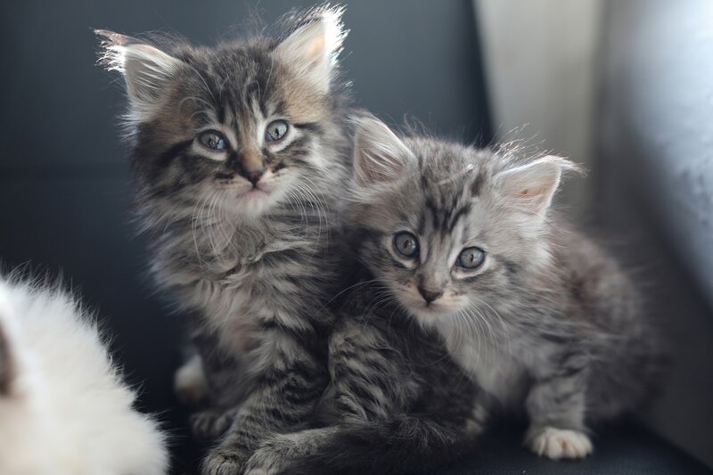 Two Tabby Kittens — Gray, Calm, Photograph, Fur
