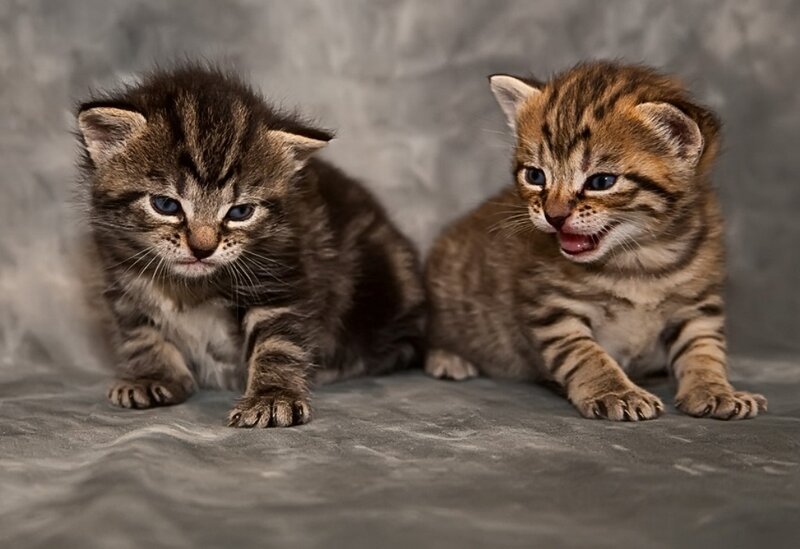 Two Tabby Kittens — Gray, Calm, Photograph, Gray Background