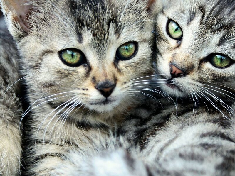 Two Tabby Kittens — Gray, Calm, Photograph, Green Eyes