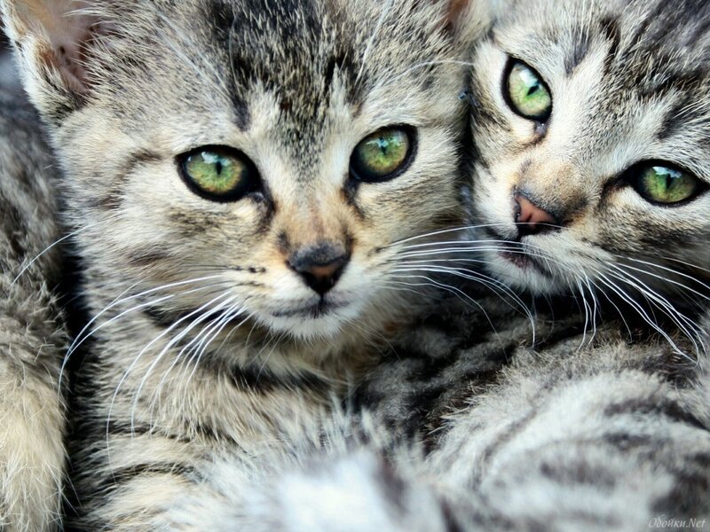 Two Tabby Kittens — Gray, Calm, Photograph, Green Eyes, Whiskers