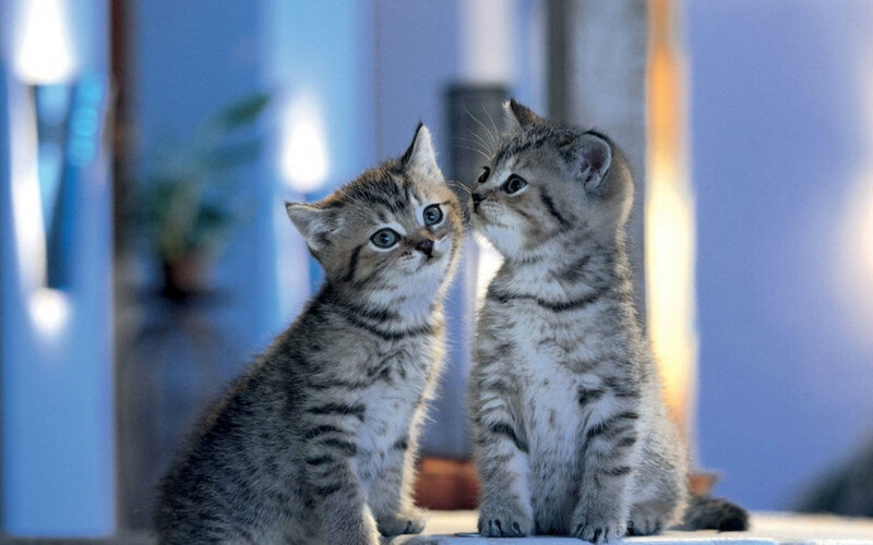 Two Tabby Kittens — Gray, Calm, Photograph, Indoor Setting