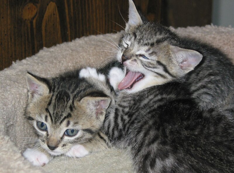 Two Tabby Kittens — Gray, Calm, Photograph, Kitten Bed