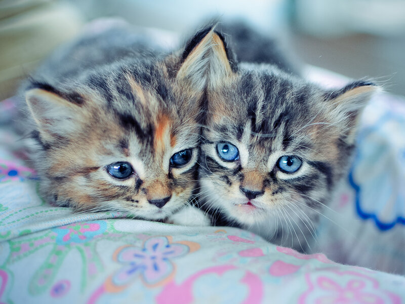Two Tabby Kittens — Gray, Calm, Photograph, Pillow
