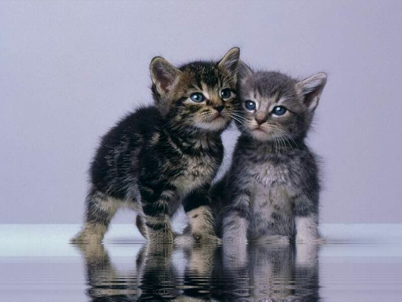 Two Tabby Kittens — Gray, Calm, Photograph, Reflection