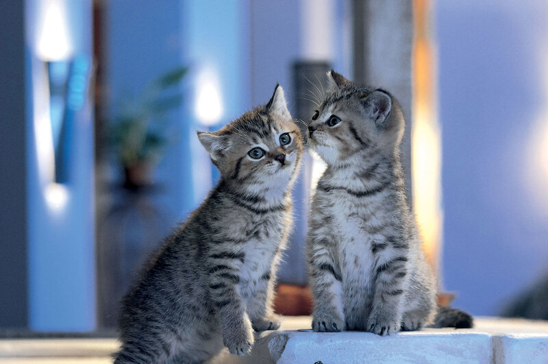 Two Tabby Kittens — Gray, Calm, Photograph