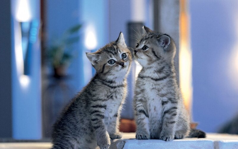 Two Tabby Kittens — Gray, Calm, Photograph, Wall