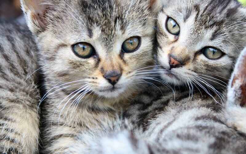 Two Tabby Kittens — Gray, Calm, Photograph, Whiskers
