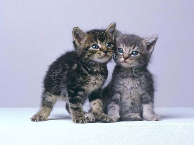 Two Tabby Kittens — Gray, Calm, Photograph, White Surface