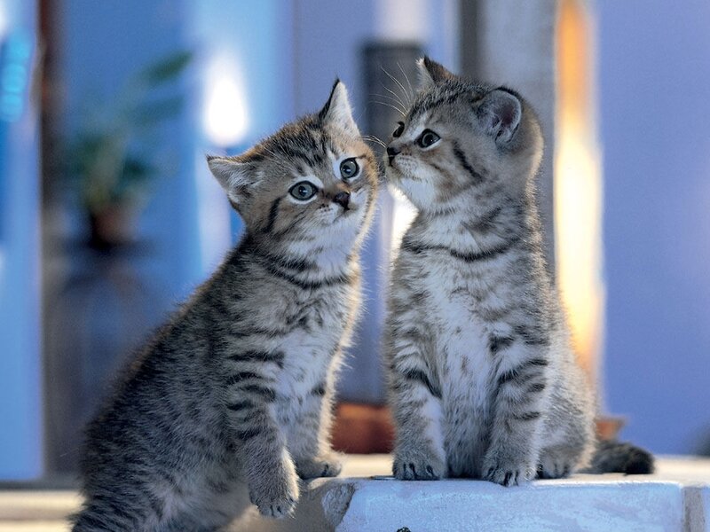 Two Tabby Kittens — Gray, Calm, Photograph, Window