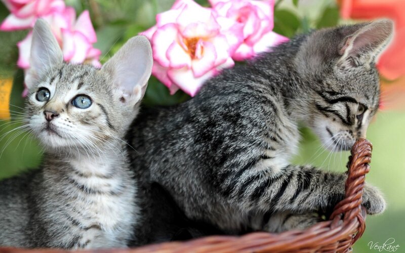 Two Tabby Kittens — Gray, Calm, Spring