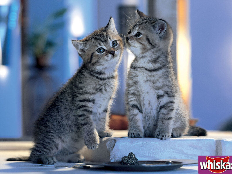 Two Tabby Kittens — Gray, Calm