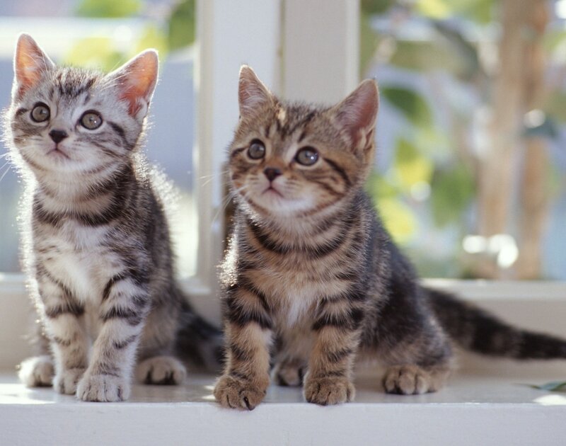 Two Tabby Kittens — Gray, Curious, Morning, Photograph