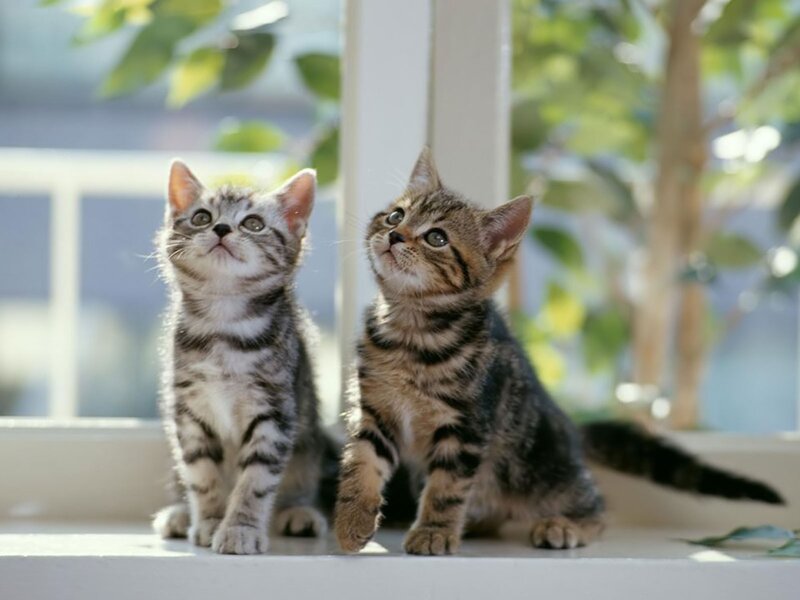 Two Tabby Kittens — Gray, Curious, Morning, Photograph, Window Sill, Plant, Sunlight