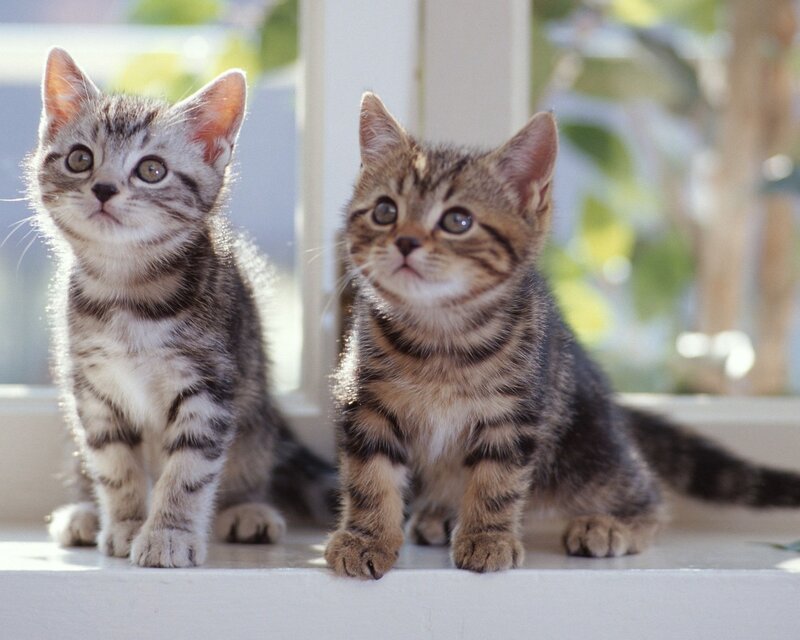 Two Tabby Kittens — Gray, Curious, Morning, Photograph, Window Sill