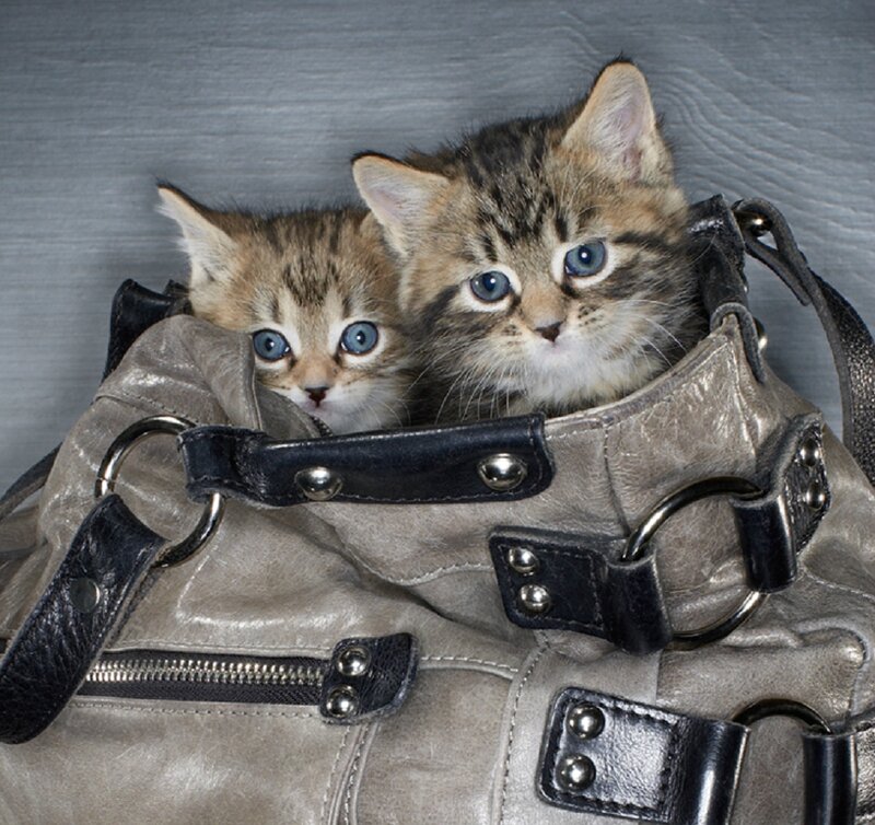 Two Tabby Kittens — Gray, Curious, Photograph, Handbag
