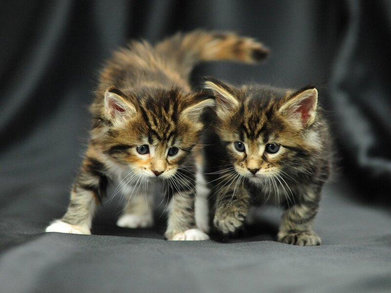 Two Tabby Kittens — Gray, Curious, Photograph
