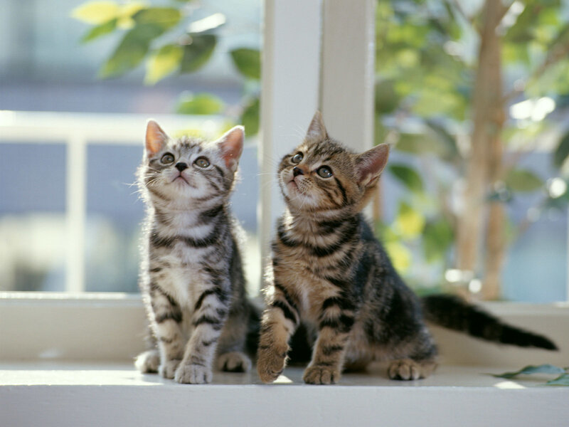 Two Tabby Kittens — Gray, Curious