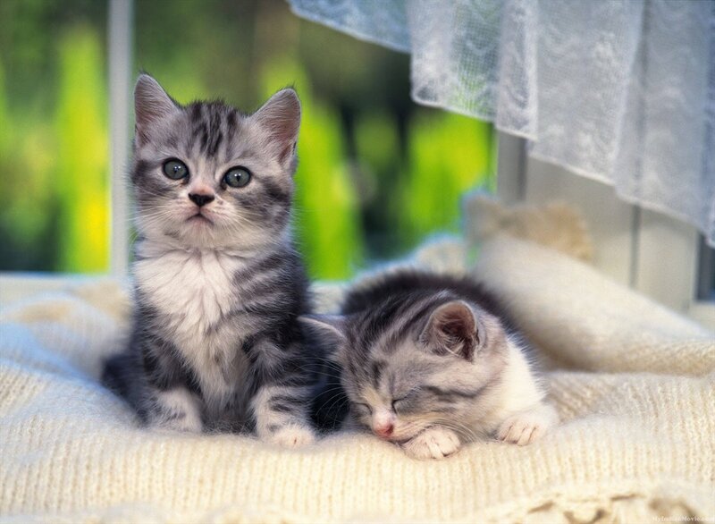 Two Tabby Kittens — Gray, Peaceful, Morning, Photograph