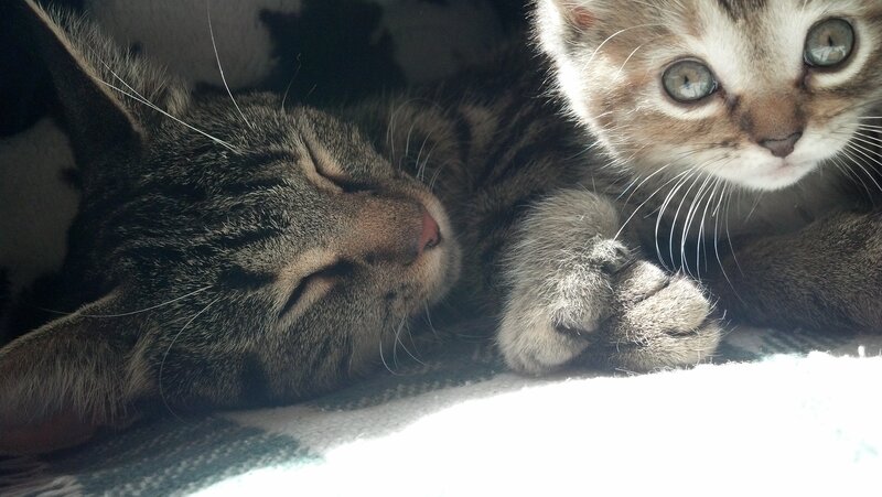 Two Tabby Kittens — Gray, Peaceful, Morning