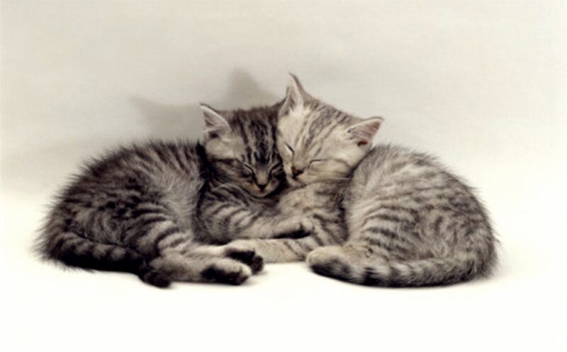 Two Tabby Kittens — Gray, Peaceful, Photograph, Sleeping