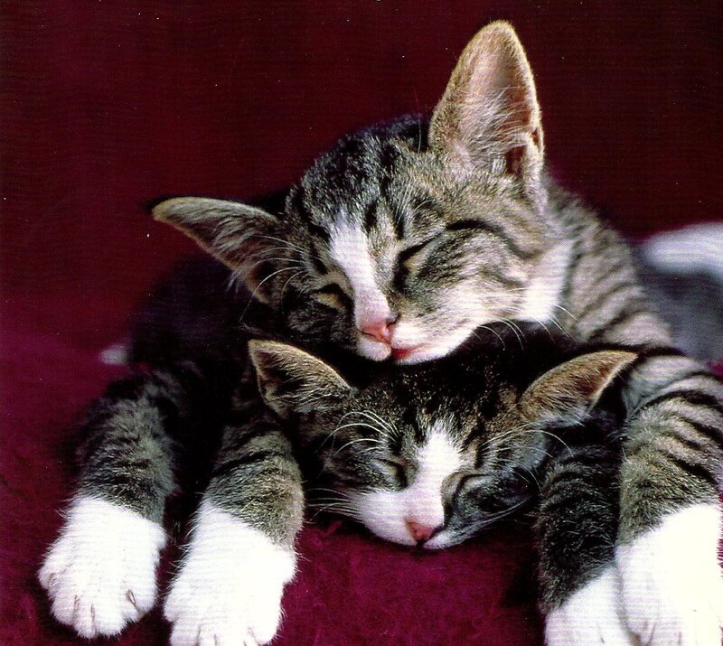 Two Tabby Kittens — Gray, Peaceful, Photograph