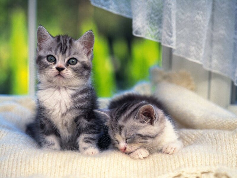 Two Tabby Kittens — Gray, Peaceful