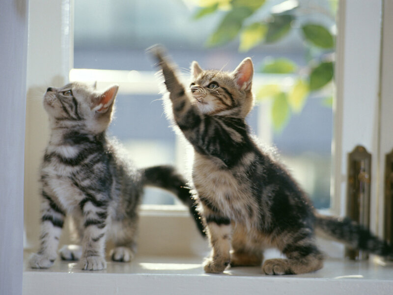 Two Tabby Kittens — Gray, Playful, Morning