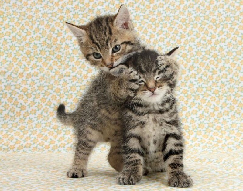Two Tabby Kittens — Gray, Playful