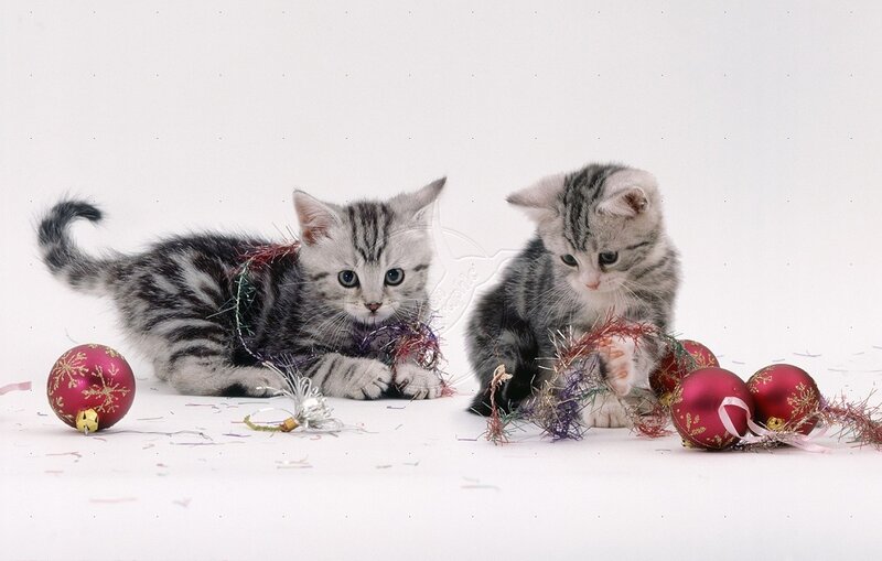 Two Tabby Kittens — Gray, Playful, Winter