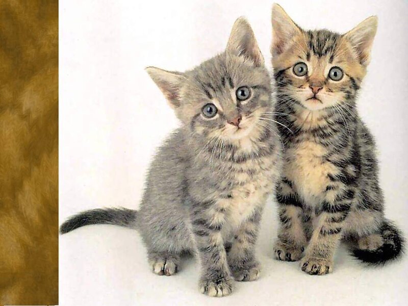 Two Tabby Kittens — Gray