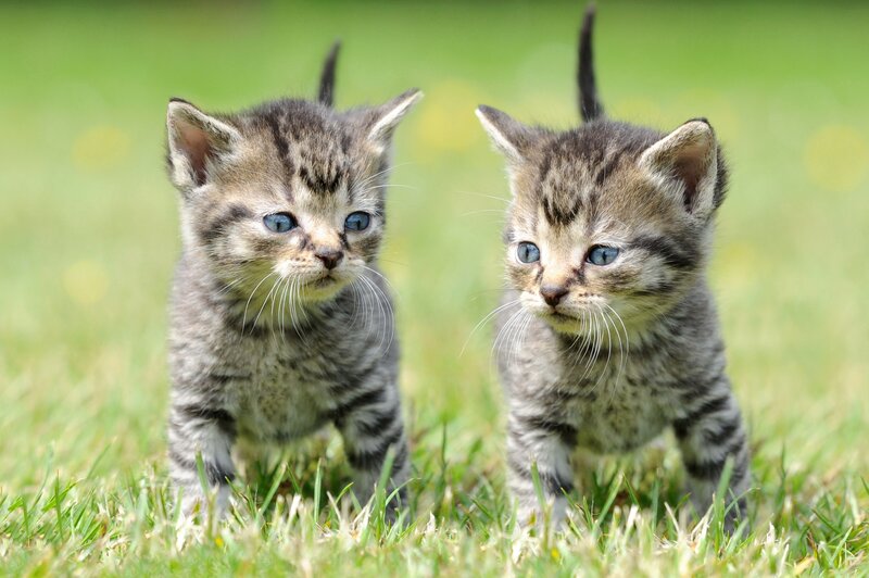 Two Tabby Kittens — Green, Calm, Afternoon, Photograph, Grass