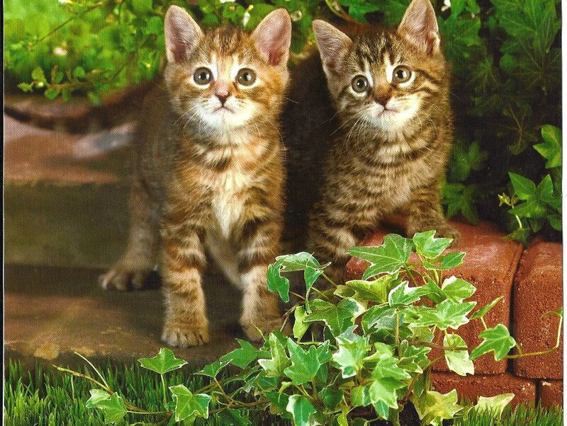 Two Tabby Kittens — Green, Calm, Afternoon, Photograph