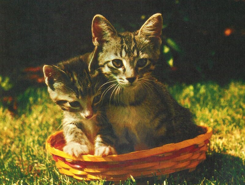 Two Tabby Kittens — Green, Calm, Afternoon