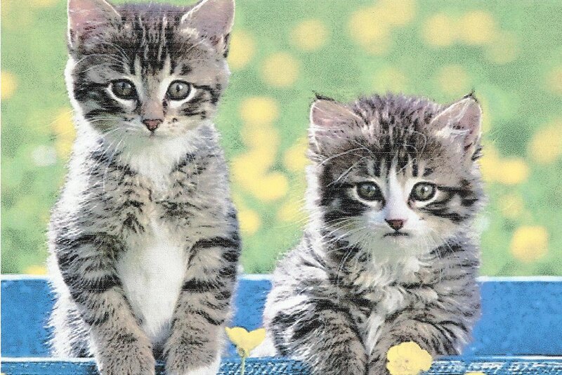 Two Tabby Kittens — Green, Calm, Spring, Photograph