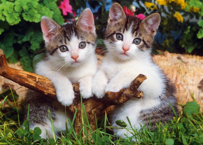 Two Tabby Kittens — Green, Calm, Spring